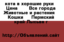 кота в хорошие руки › Цена ­ 0 - Все города Животные и растения » Кошки   . Пермский край,Лысьва г.